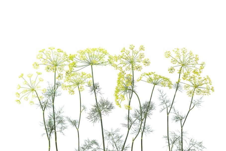 Бонни Роттен школьница