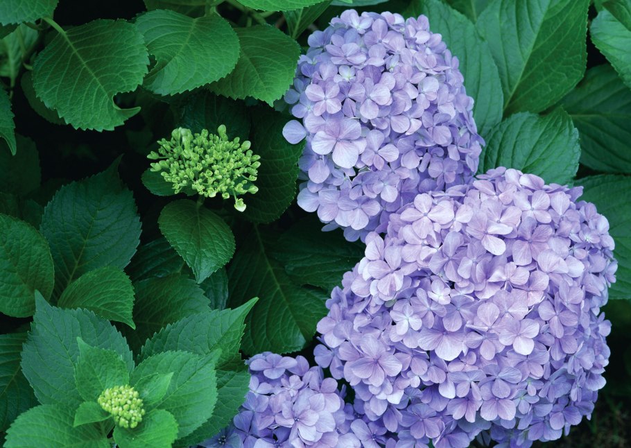 Гортензия сиреневая