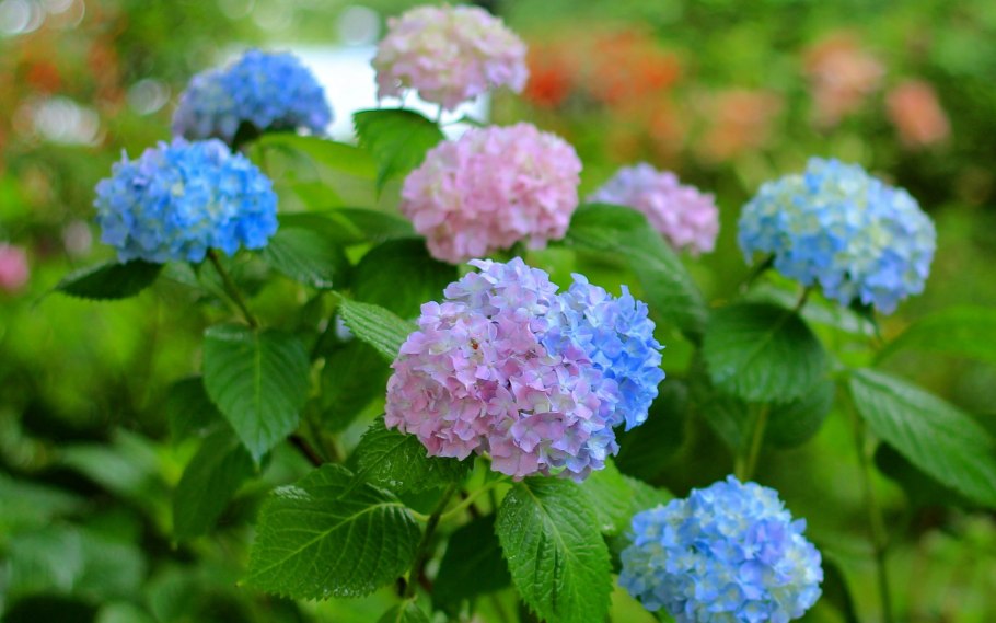 Цветок гортензия Садовая