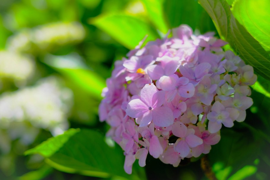 Гортензия соцветие
