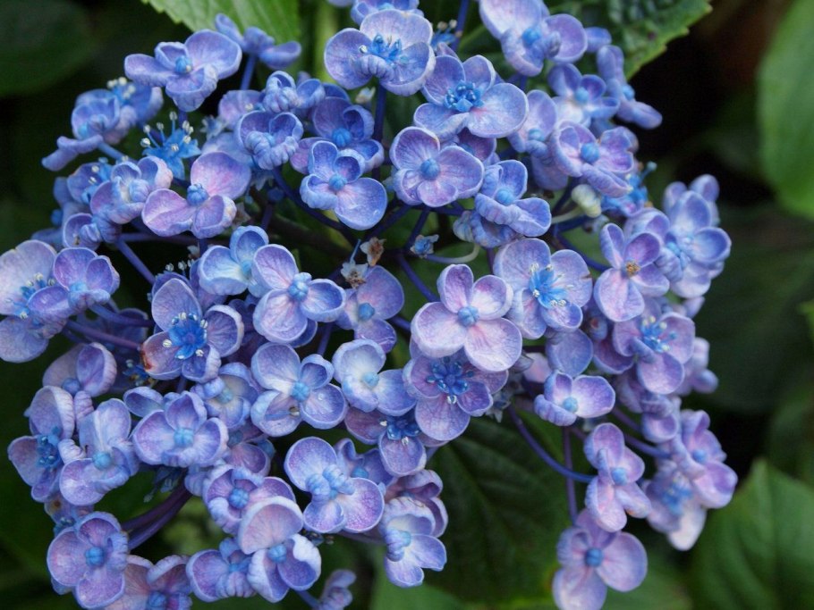 Соцветие цветка