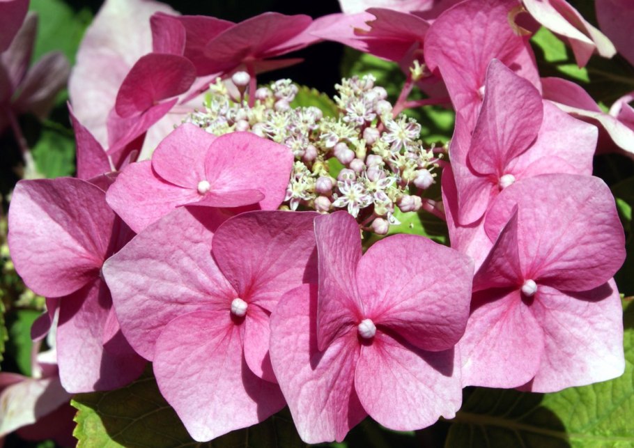 Гортензия Коко крупнолистная