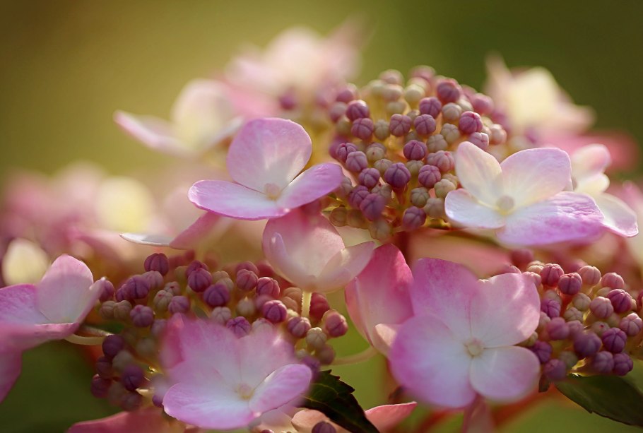 Гортензия метельчатая макро