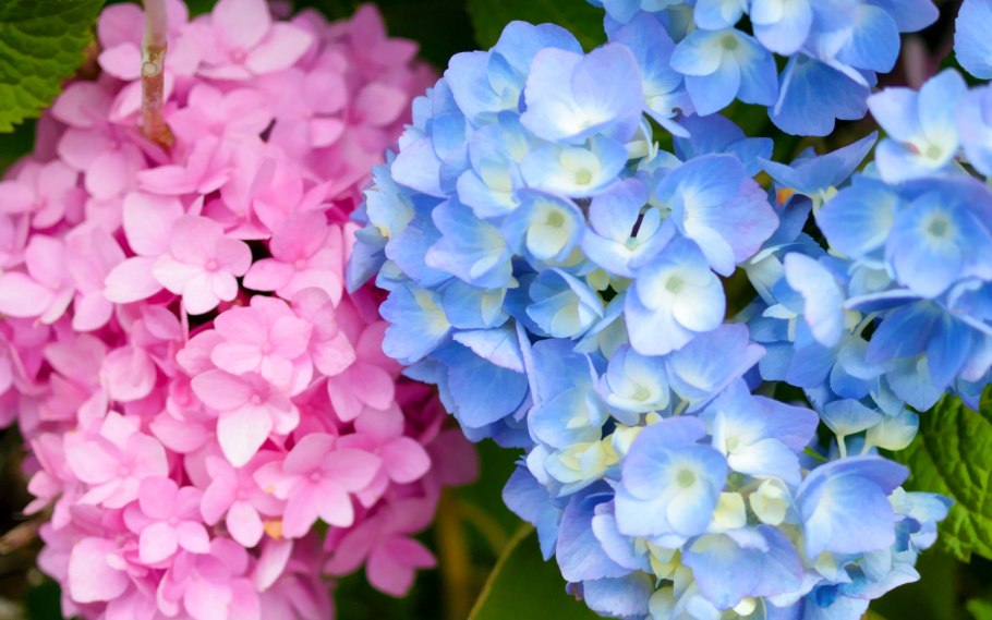 Гортензия би Хэппи