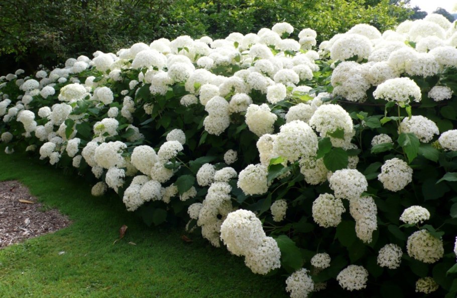 Гортензия древовидная Annabelle