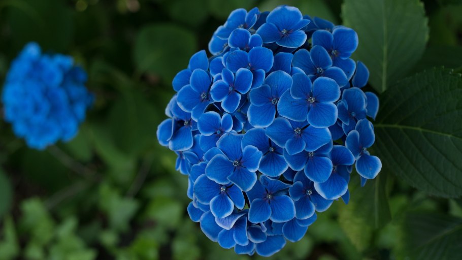 Гортензия Лоллипоп Блу