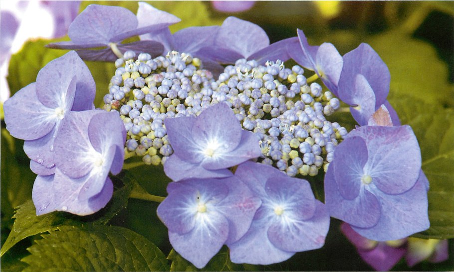 Анютины глазки с гортензией