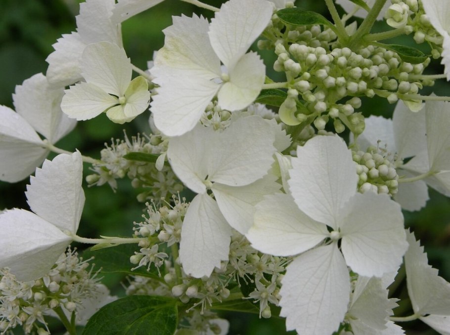 Гортензия метельчатая Уайт леди