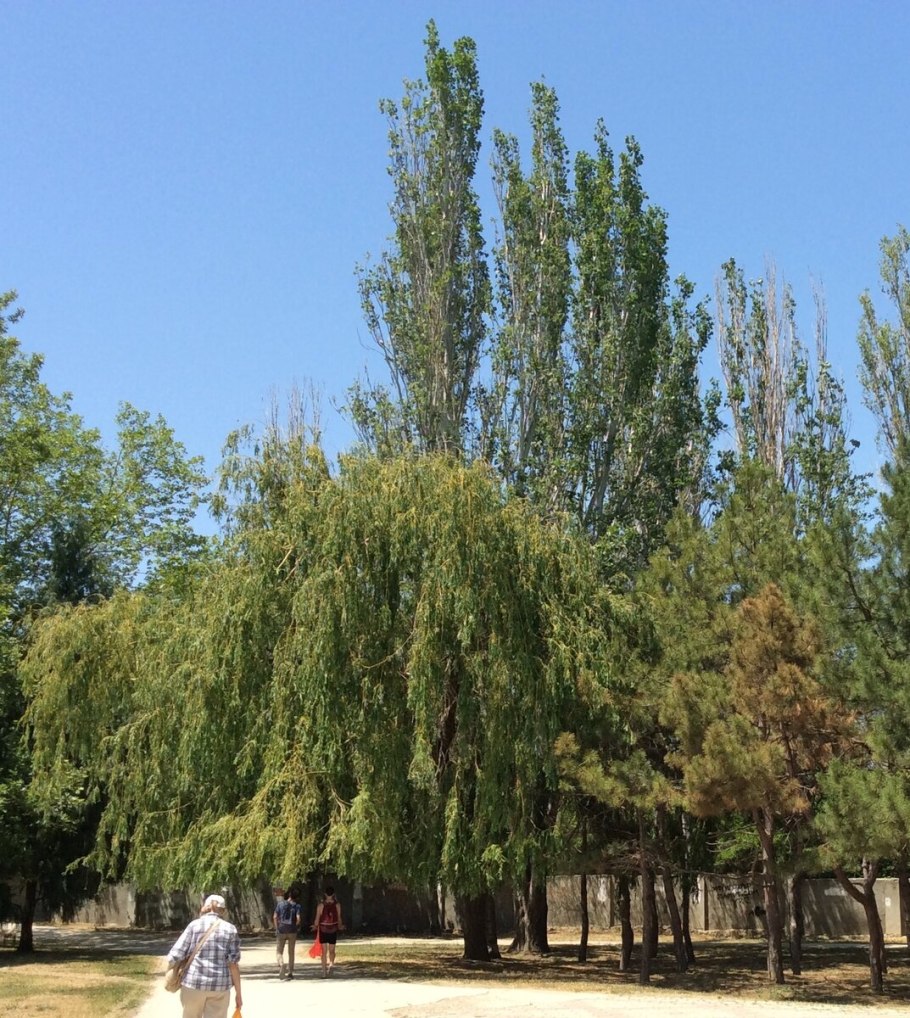 Тополь максимовича (populus maximowiczii)