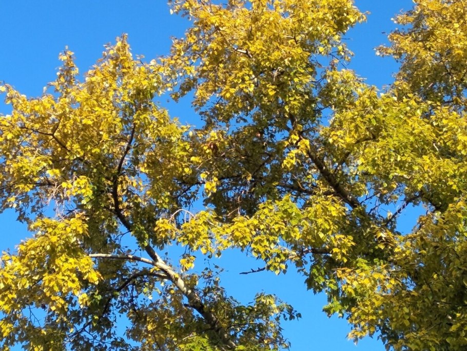 Тополь Максимовича