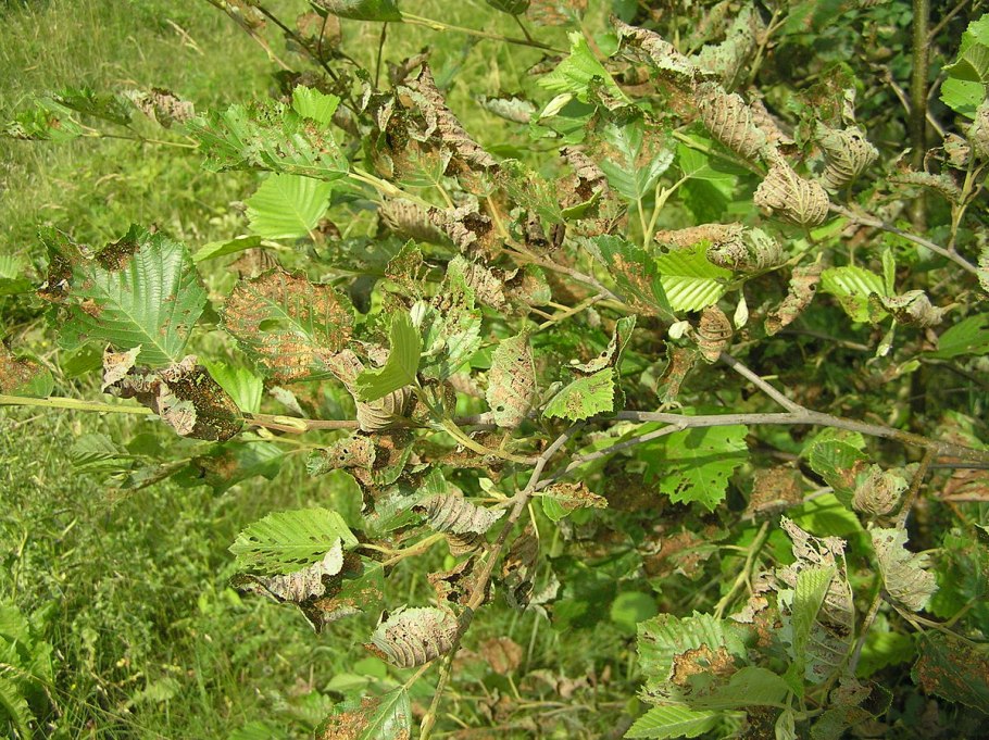 Ольха серая alnus incana