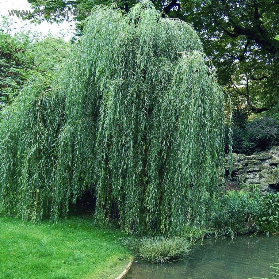 Salix alba ива плакучая