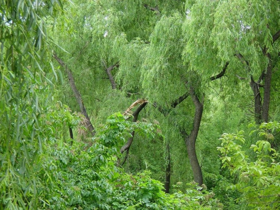 Ива ракита над рекой