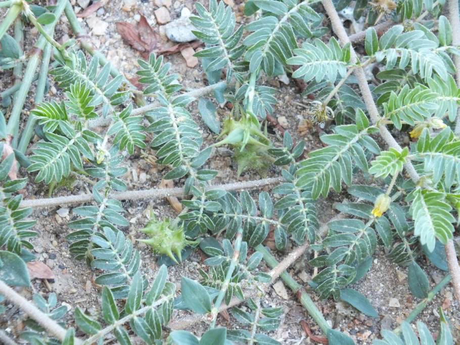 Гокшура (Tribulus terrestris - якорцы стелющиеся).