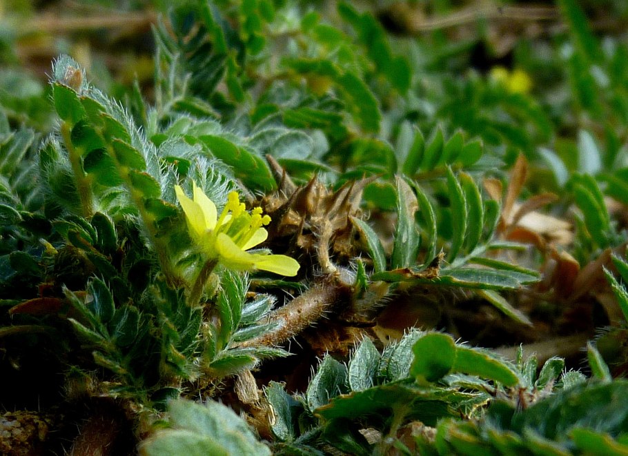 Tribulus terrestris растение