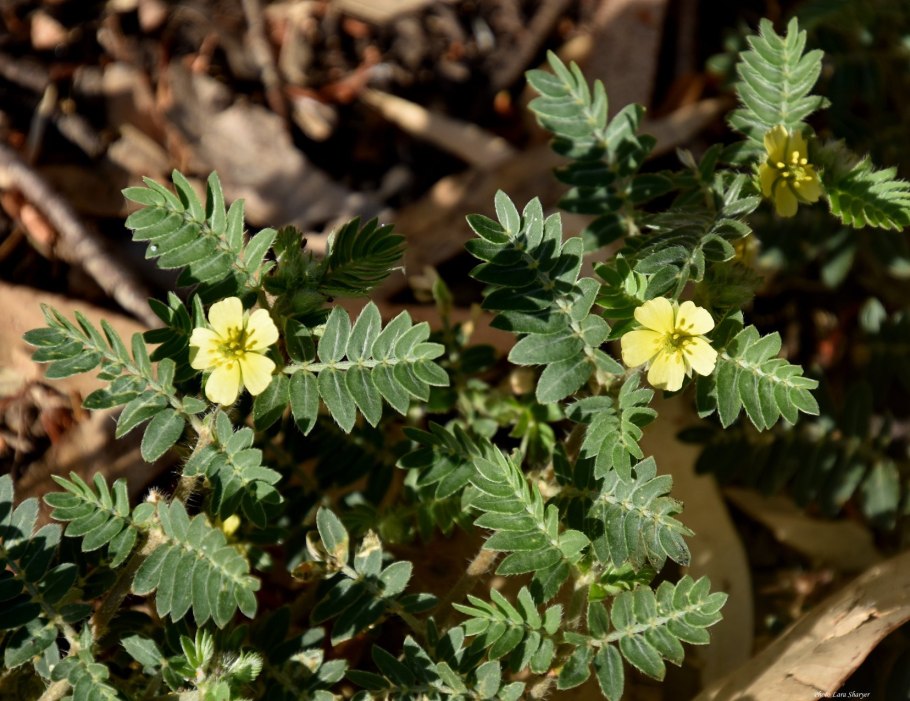 Tribulus terrestris (якорцы