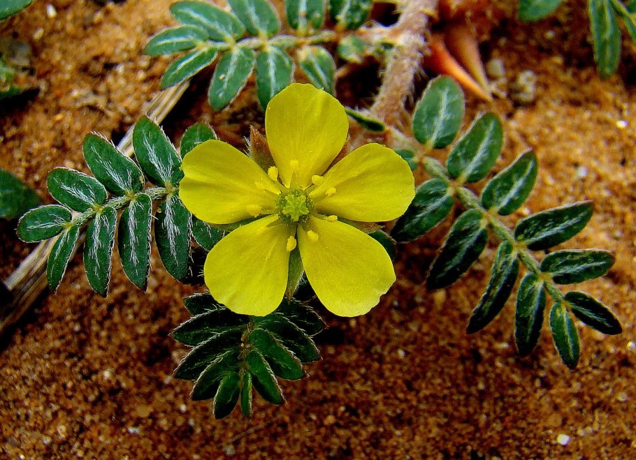 Якорцы стелющиеся (Tribulus terrestris)