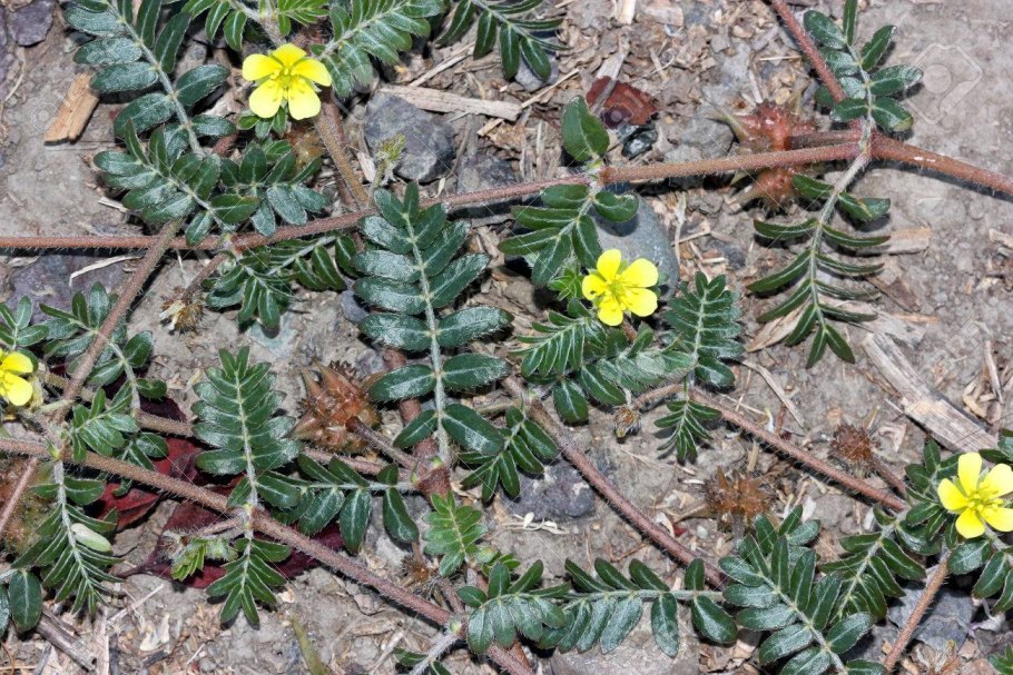 Якорцев стелющихся трава ГФ