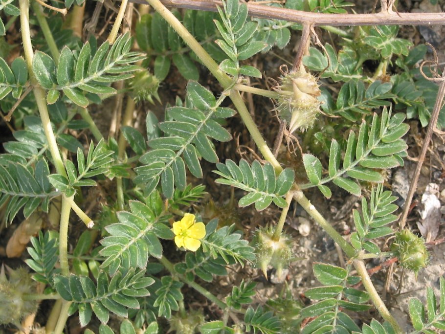 Якорцы стелющиеся (Tribulus terrestris)