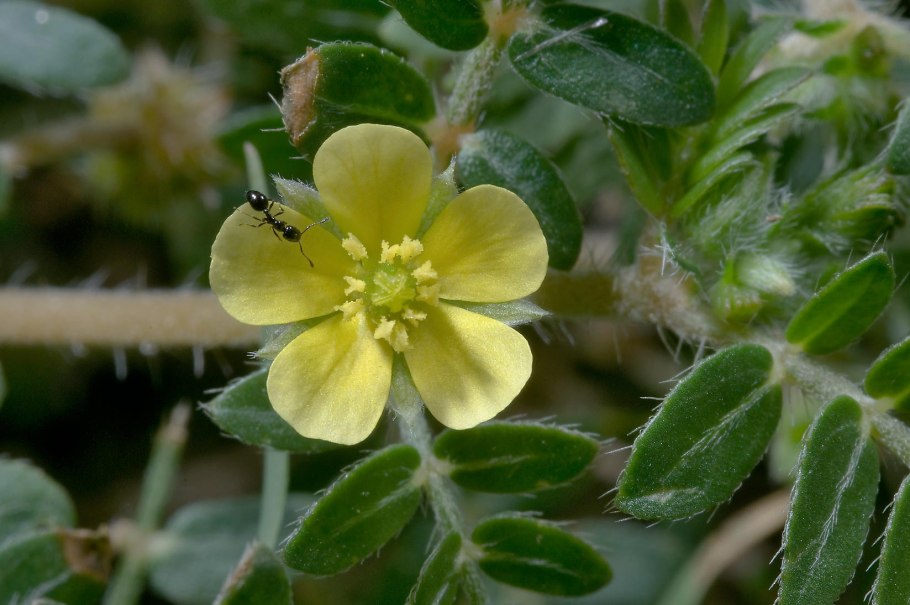 Якорцы стелющиеся (Tribulus terrestris)