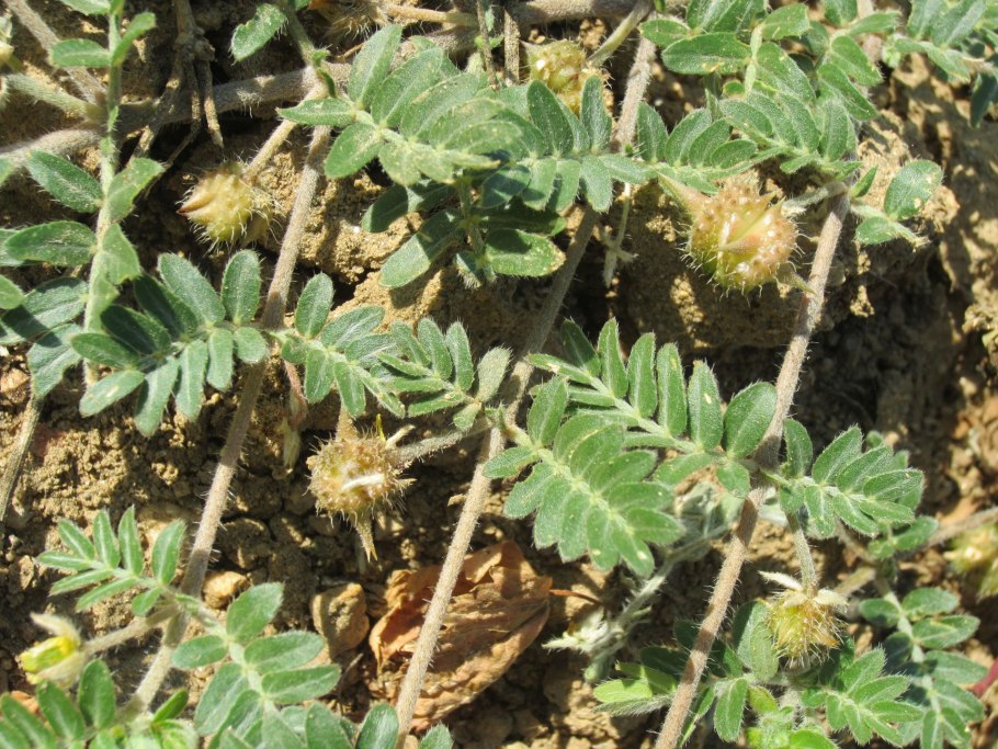 Якорцы стелющиеся трибулус