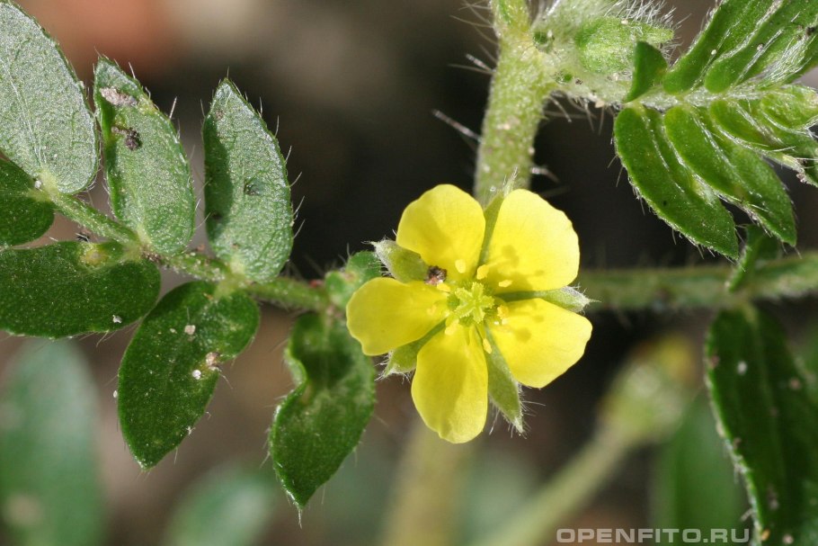 Tribulus terrestris (якорцы