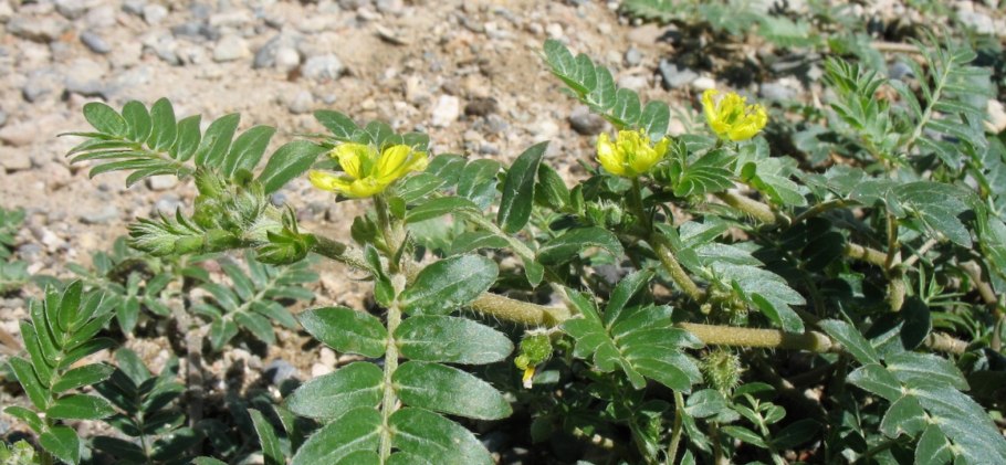 Растение якорцы стелющиеся