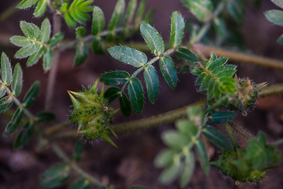 Якорцы стелющиеся шипы