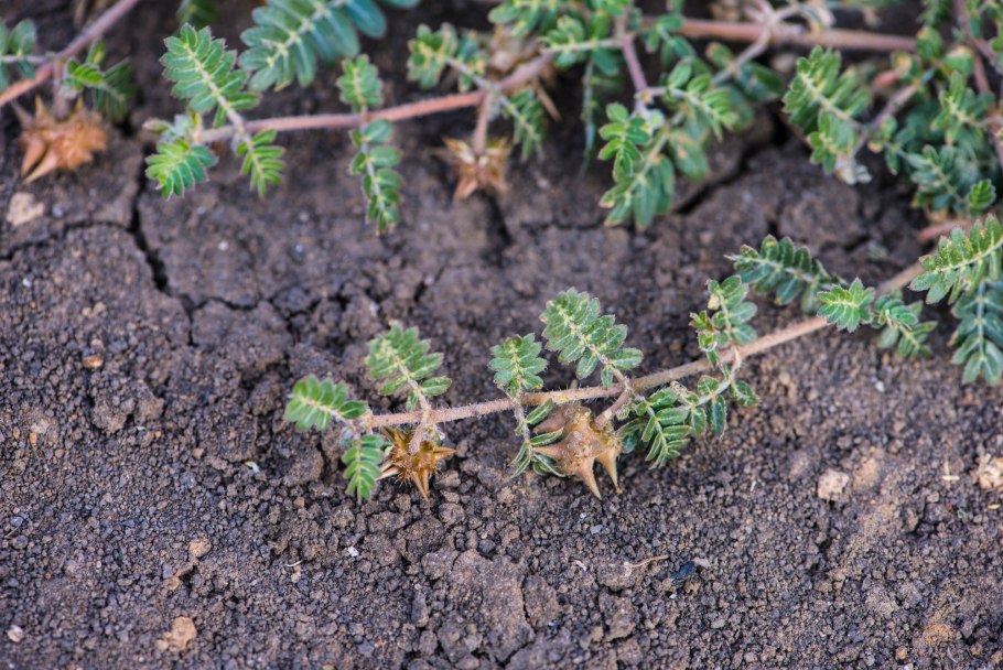 Растение якорцы стелющиеся