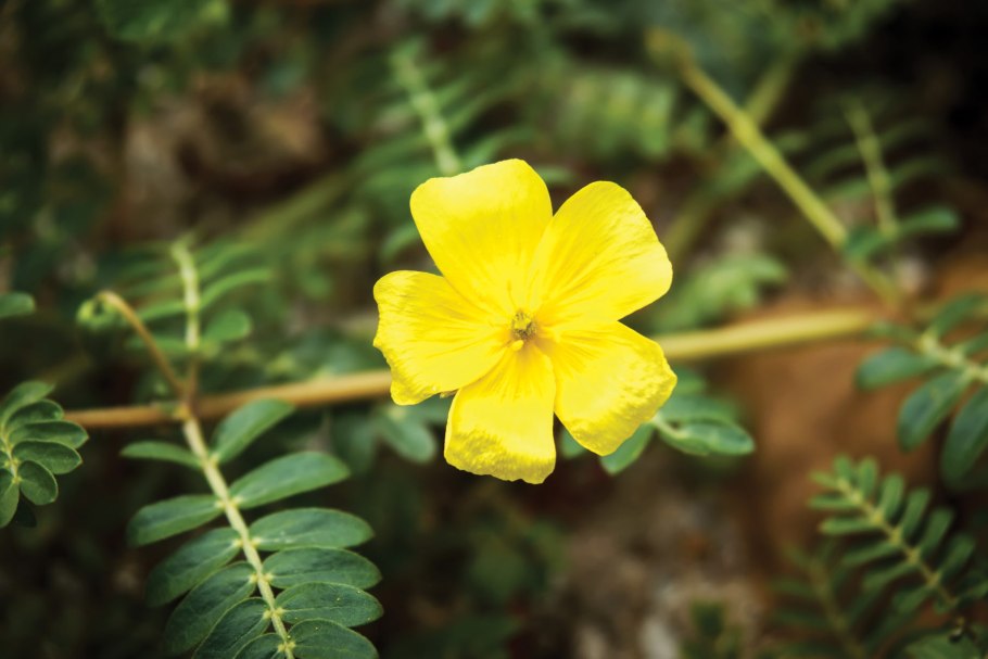 Якорцы стелющиеся семена