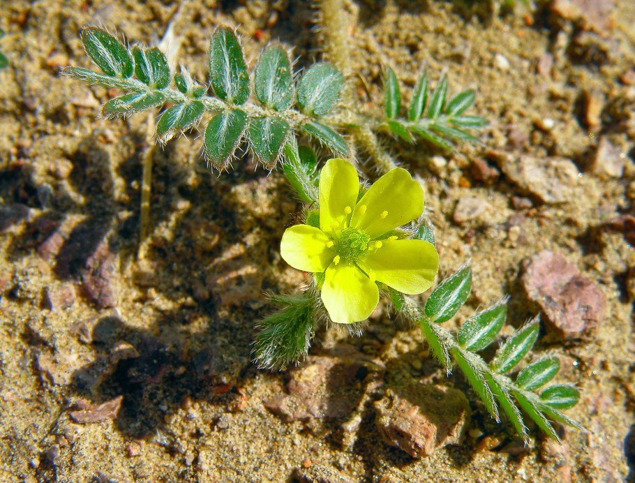 Растение якорцы стелющиеся