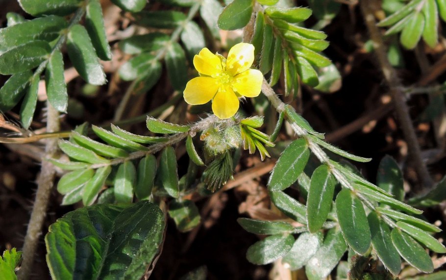 Tribulus terrestris (якорцы