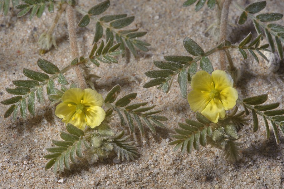 Колючка якорцы стелющиеся