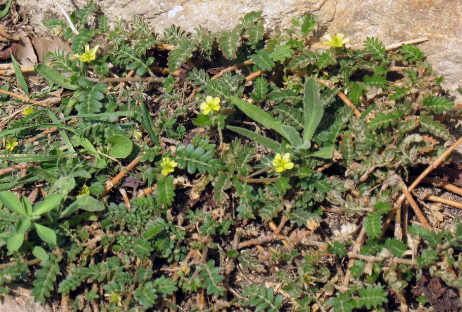 Якорцы стелющиеся растение