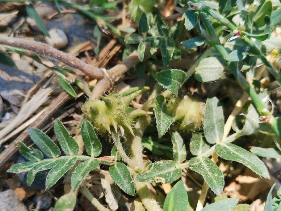 Tribulus terrestris (якорцы