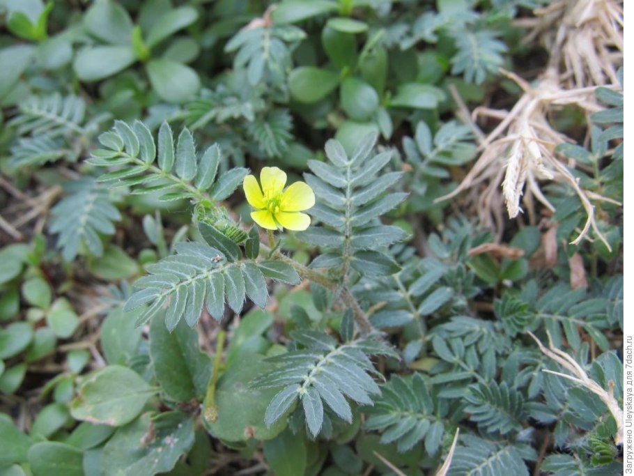 Трибулус растение якорцы