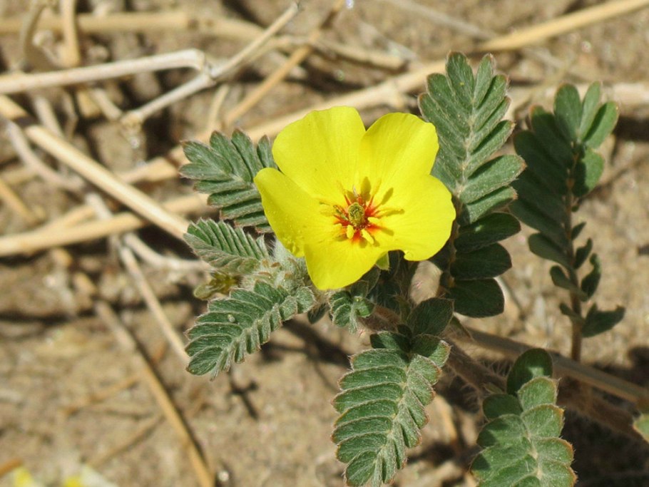 Якорцы стелющиеся (Tribulus terrestris)