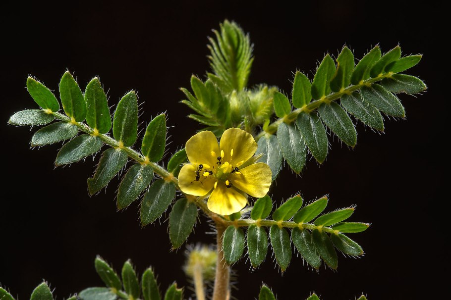 Якорцы — Tribulus terrestris l.