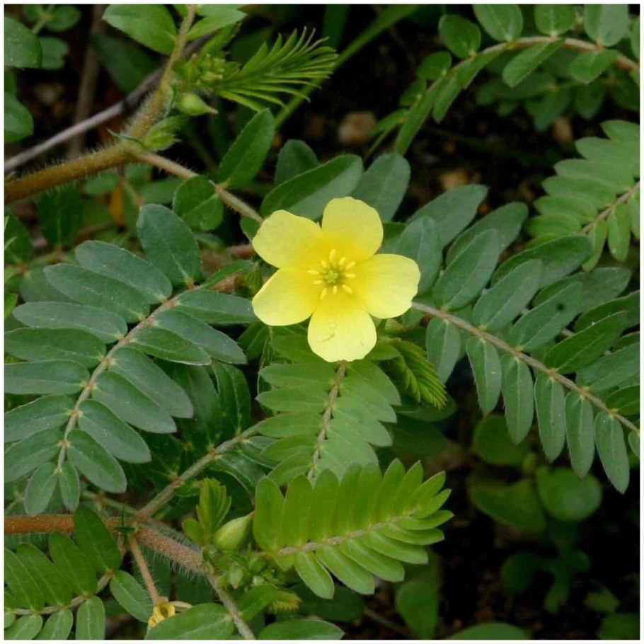 Якорцы стелющиеся tribulus terrestris