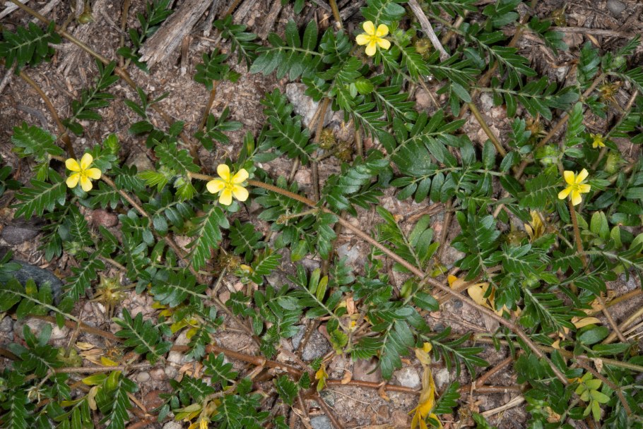Якорцы стелющиеся (Tribulus terrestris)