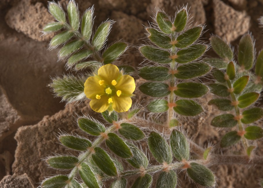 Якорцы стелющиеся (трибулус)