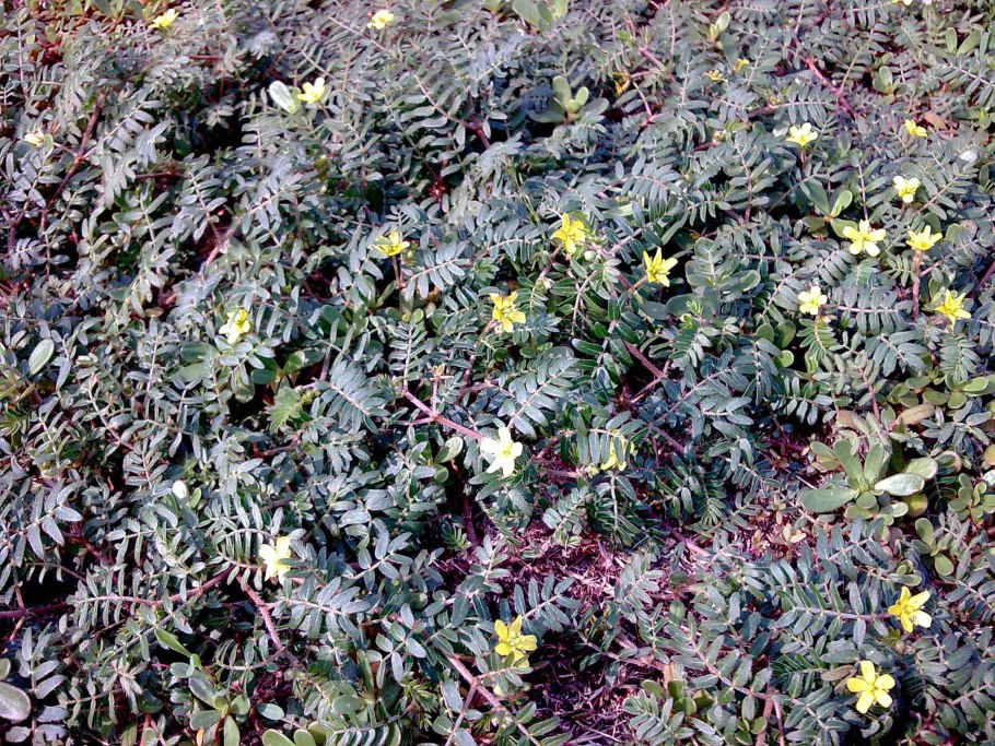 Якорцы стелющиеся tribulus terrestris