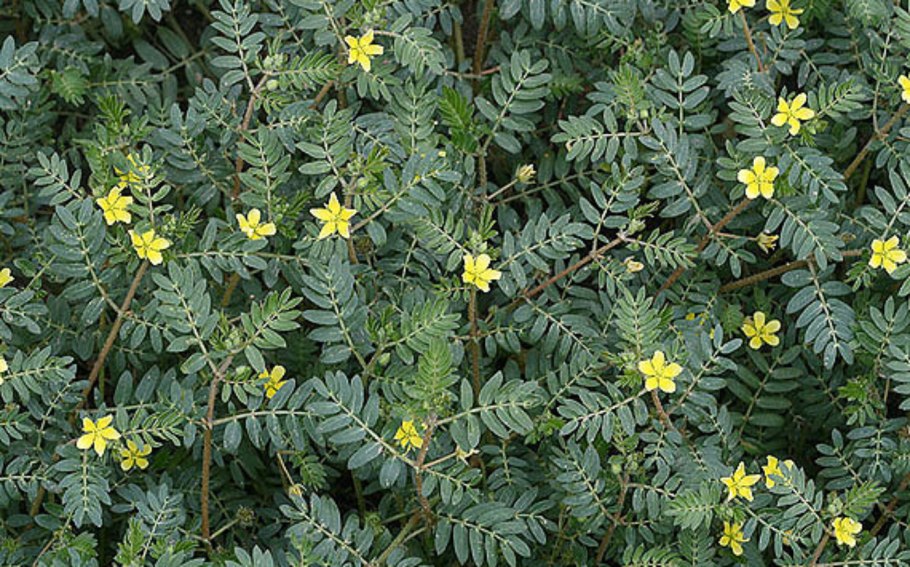 Якорцы — Tribulus terrestris l.