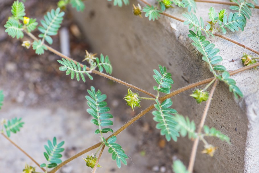 Якорцы стелющиеся (трибулус)