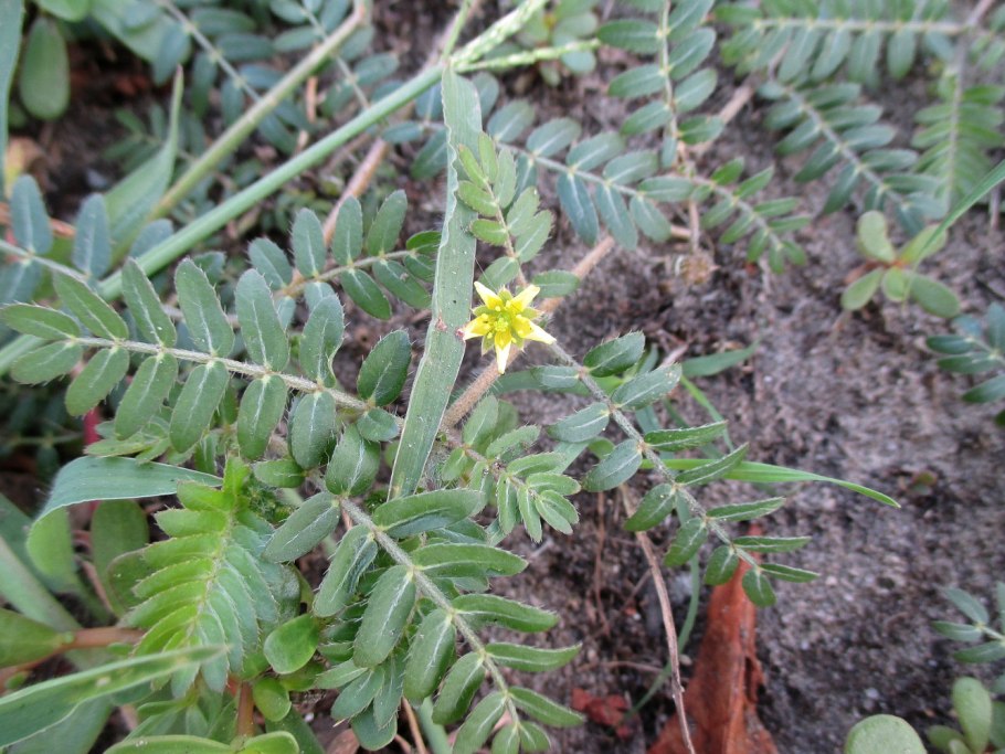 Якорцы стелющиеся tribulus terrestris