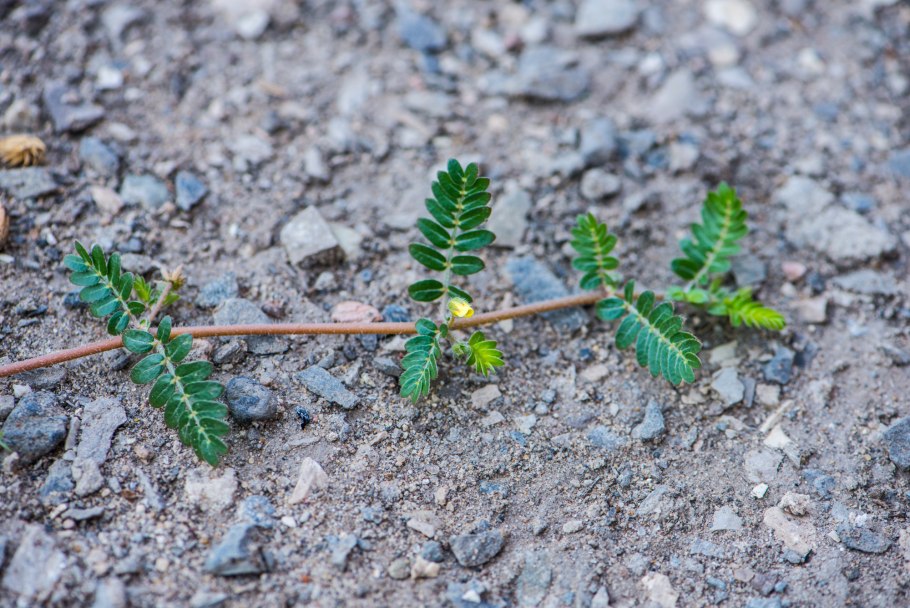 Лечебные травы якорцы