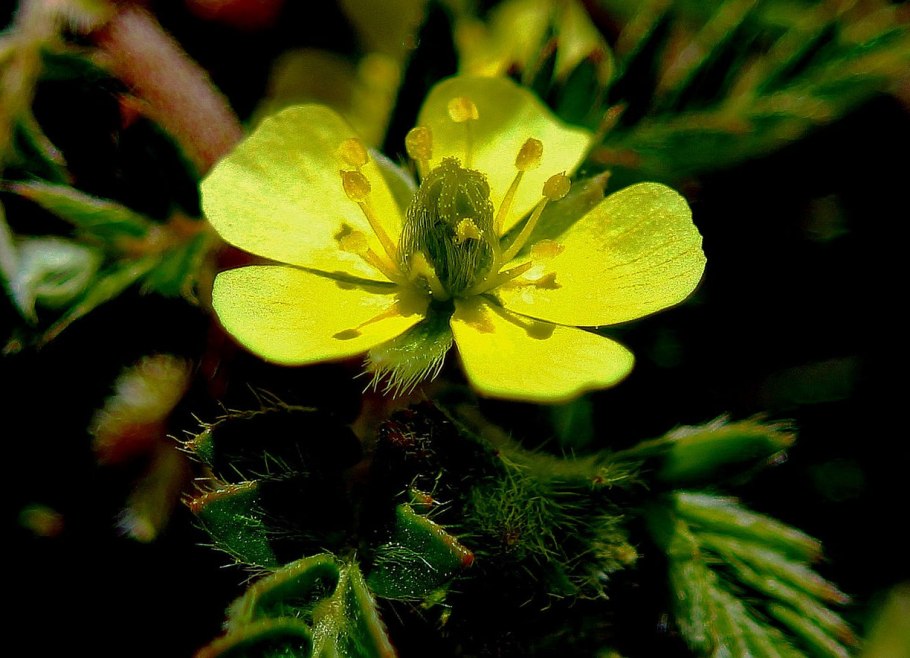 Колючка якорцы стелющиеся