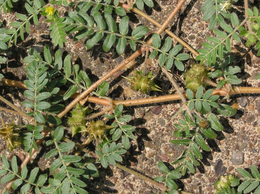 Tribulus terrestris (якорцы