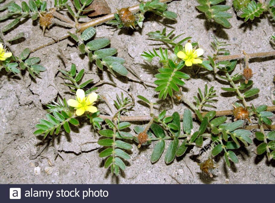 Колючка якорцы стелющиеся