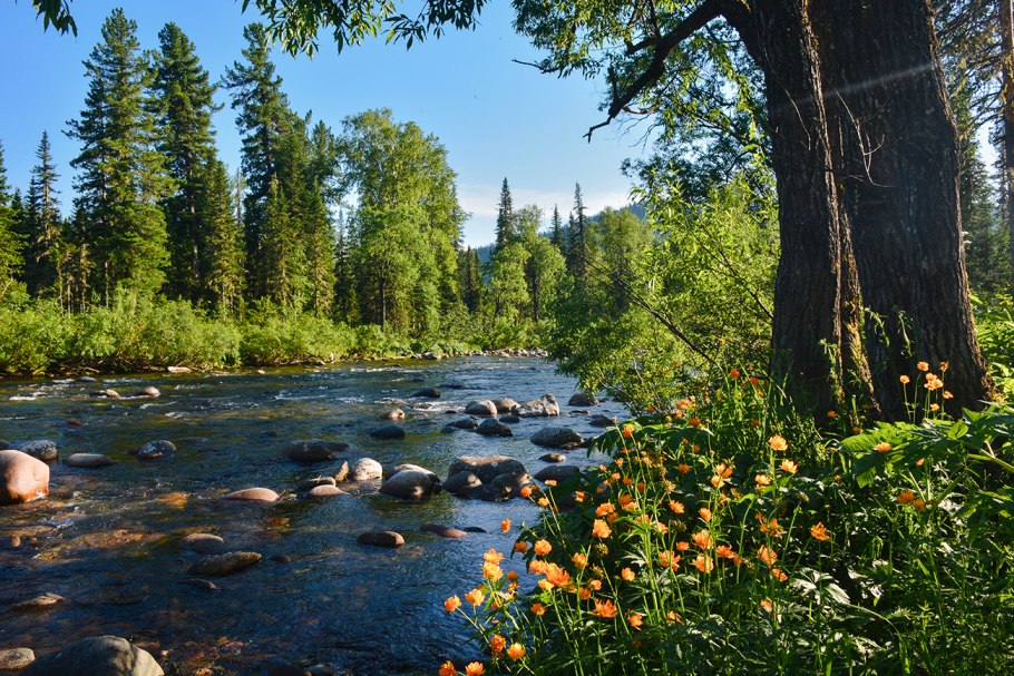 ГРИНФ Тайга